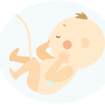 トツキトオカの妊娠10カ月目の胎児のイラスト